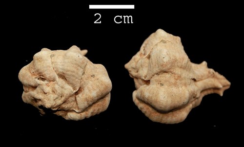 Bolinus brandaris torularius (Lamarck, 1822) - Pliocene